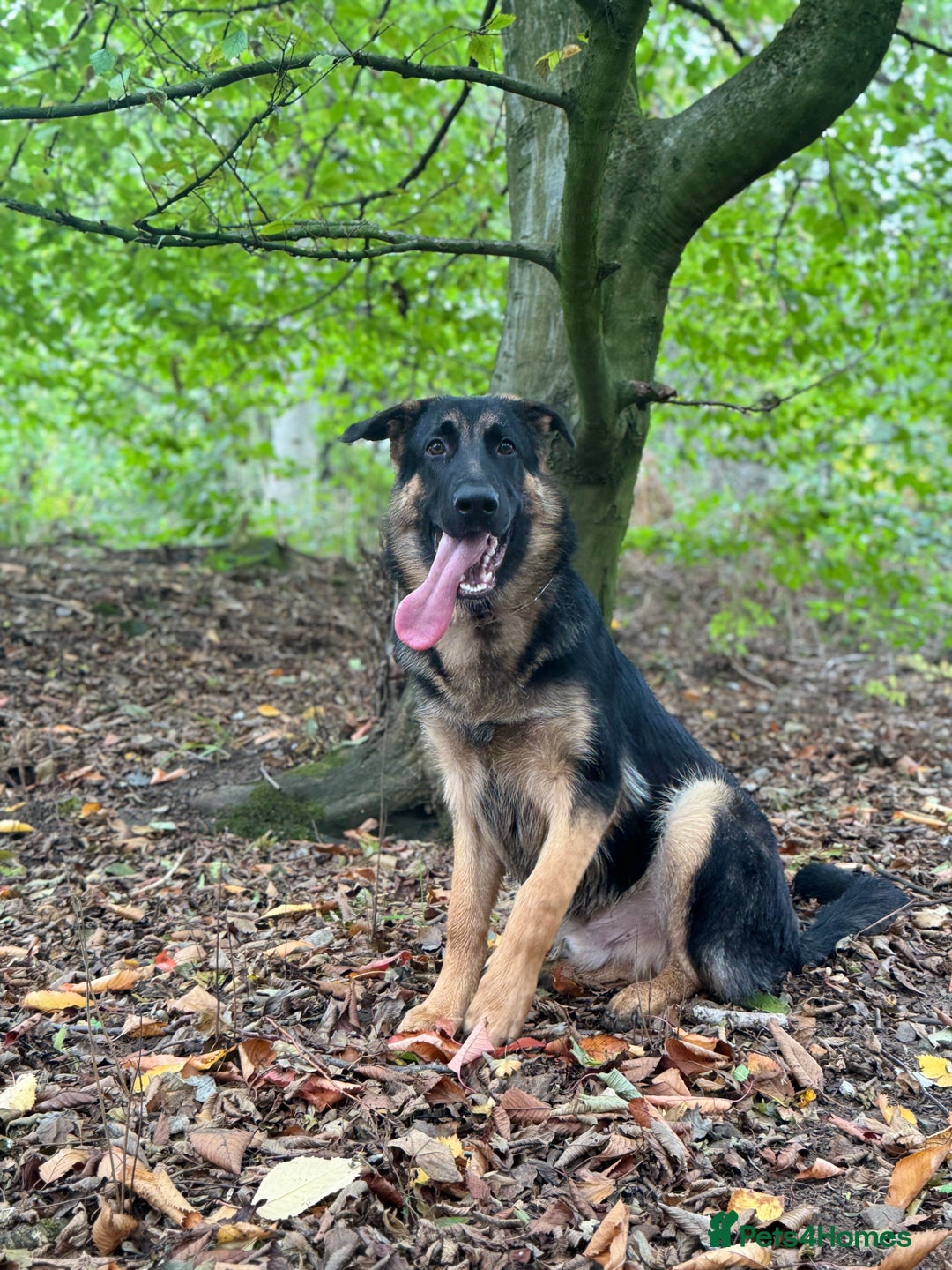 German Shepherd dogs for sale: Max- for sale  - Image 3