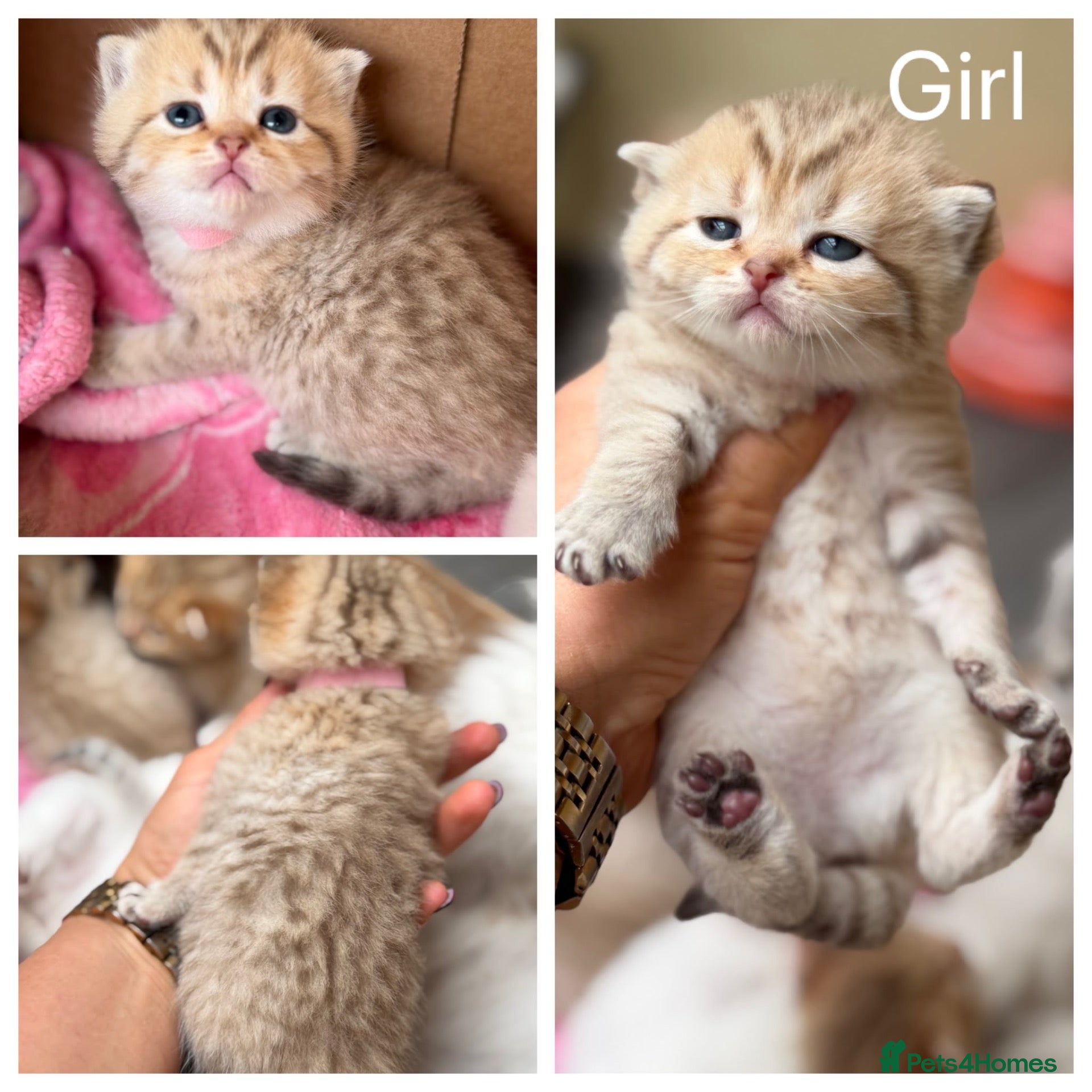 British Shorthair cats Adorable TICA British Shorthair kittens  - Advert 2