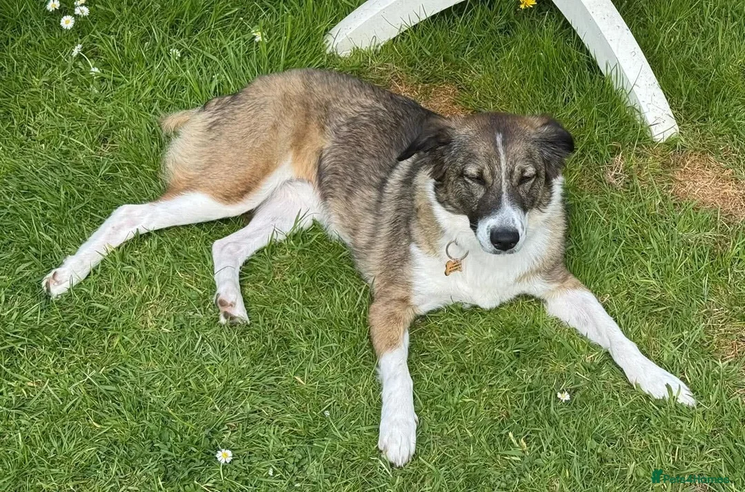 Mixed Breed dogs for adoption: Meet Bella, currently residing in Merseyside  - Advert 14