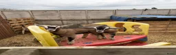 Goats livestock for sale: Pygmy x Billy’s  - Advert 3