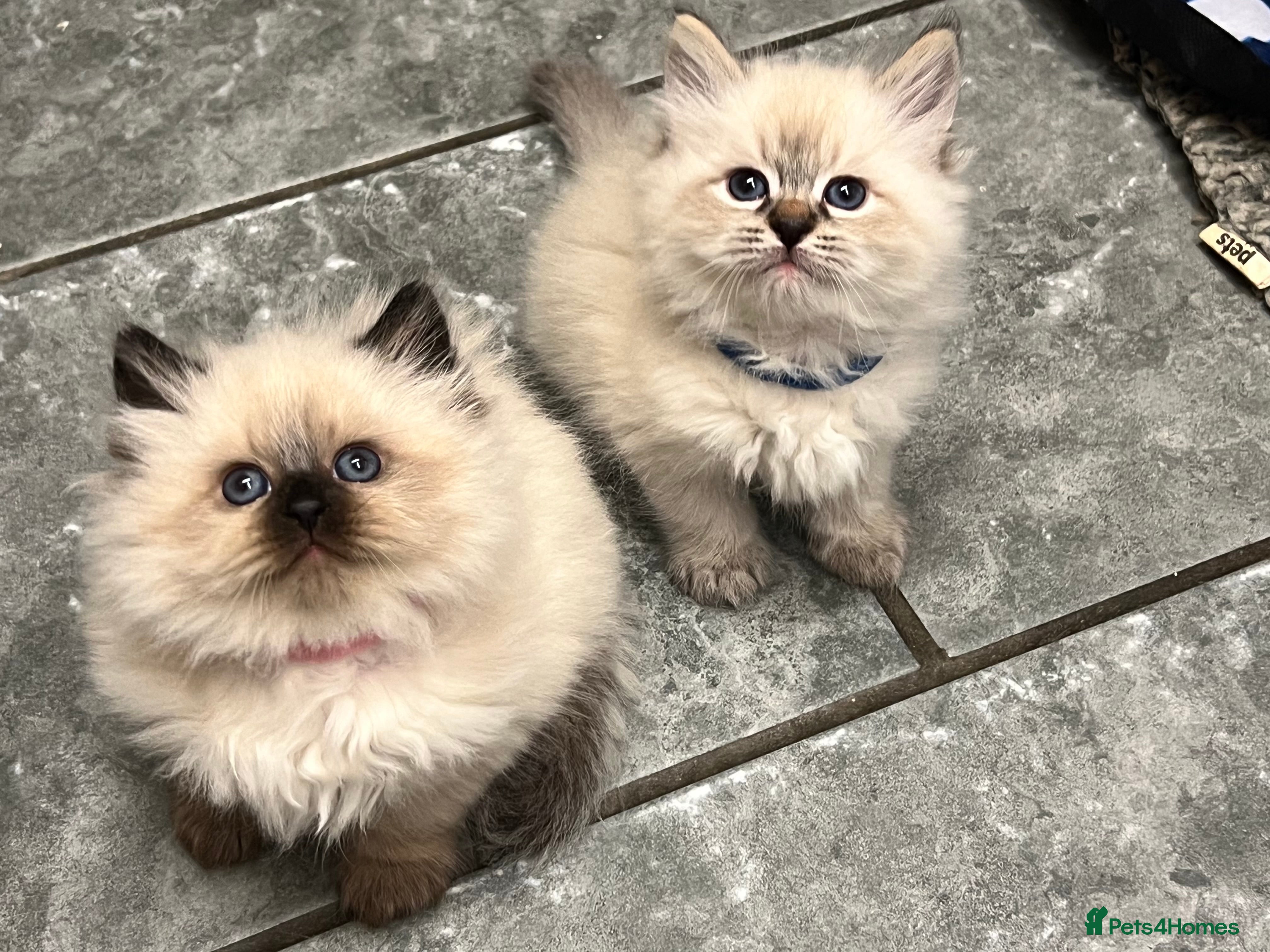 Siberian cats 👑💎Stunning GCCF Siberian Babies💎👑 - Advert 9