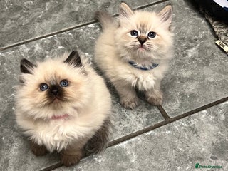 Siberian cats 👑💎Stunning GCCF Siberian Babies💎👑 - Advert 2