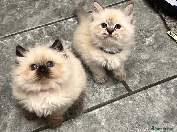 Siberian cats 👑💎Stunning GCCF Siberian Babies💎👑 - Advert 3