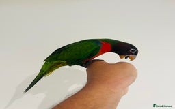 Mixed Breed birds for sale: Various birds for sale - Image 22