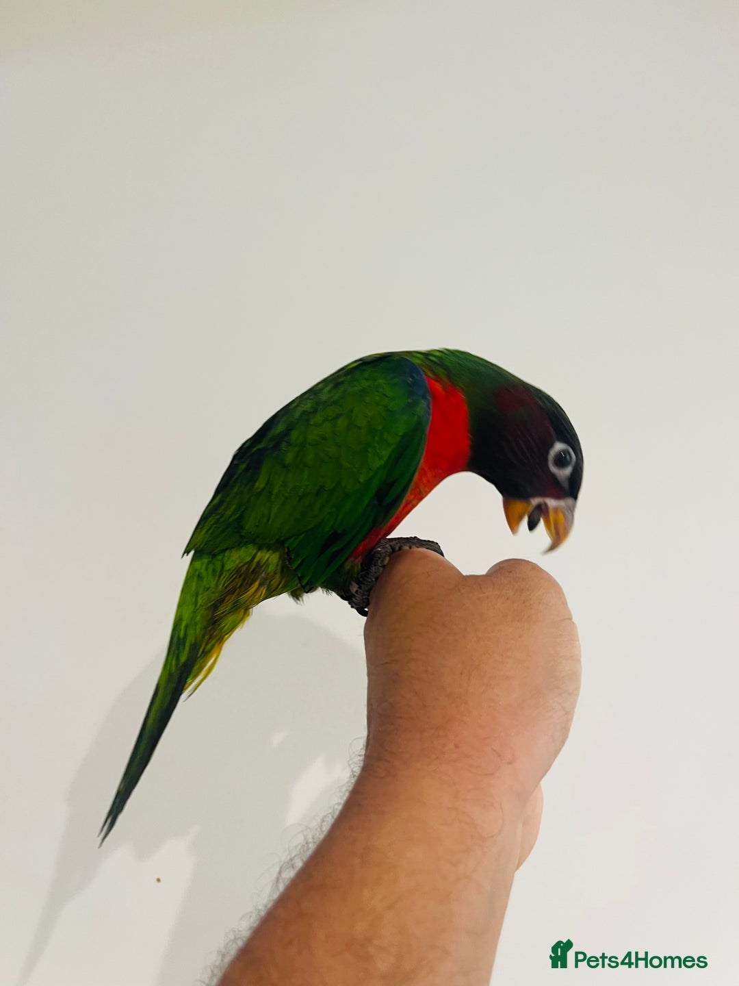 Mixed Breed birds for sale: Various birds for sale - Image 22