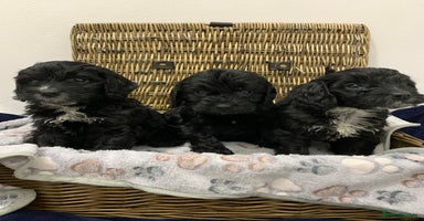Cockapoo dogs - Advert 2