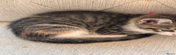 Mixed Breed cats for sale: 4 amazing coloured kittens - Advert 18