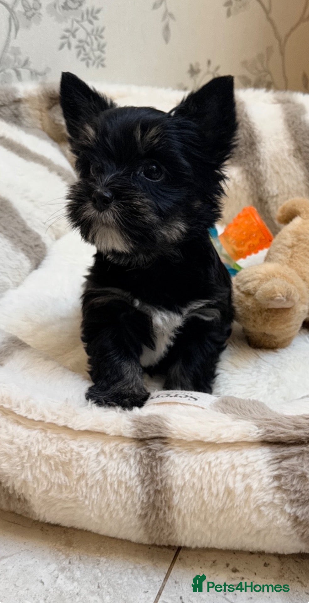 Biewer Terrier dogs Yorkshire terrier  - Advert 2
