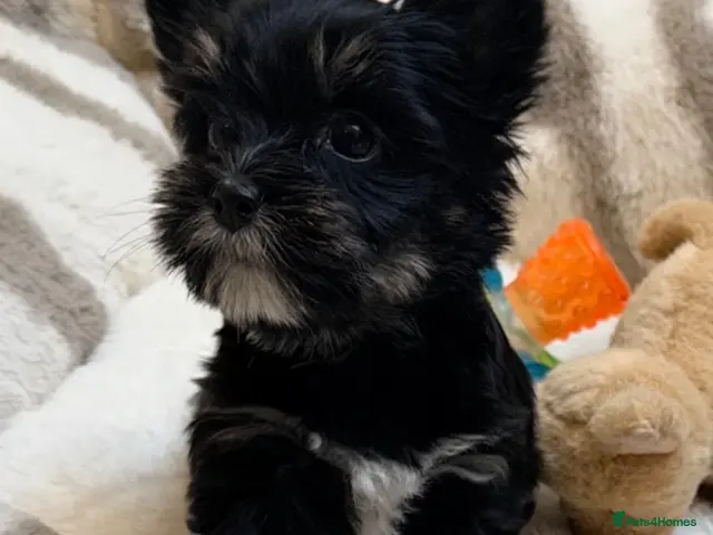 Biewer Terrier dogs Yorkshire terrier - Advert 2