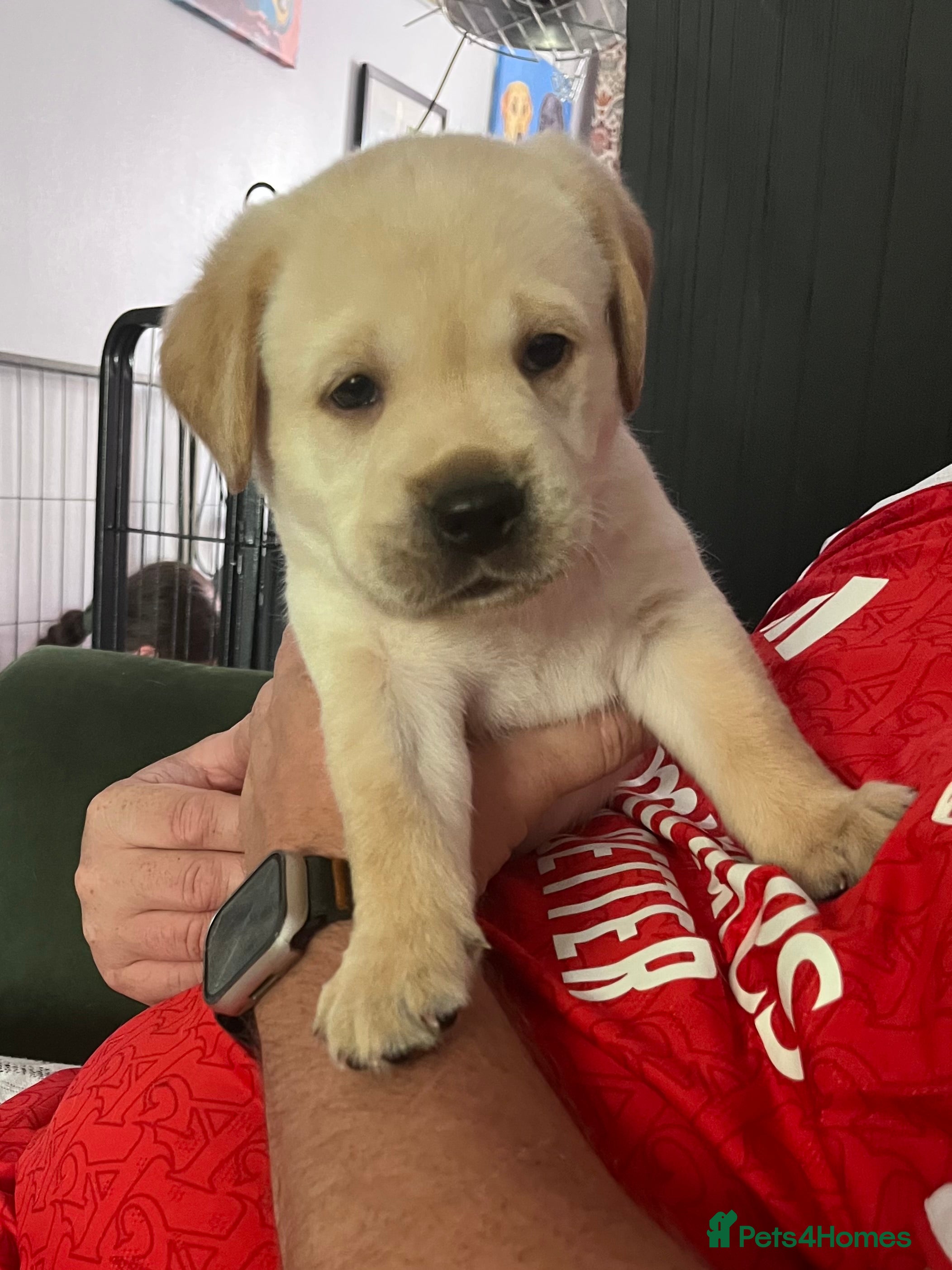 Labrador Retriever dogs Beautiful Labrador Puppies - KC Registered  - Advert 2
