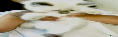 Ragdoll 1 Button