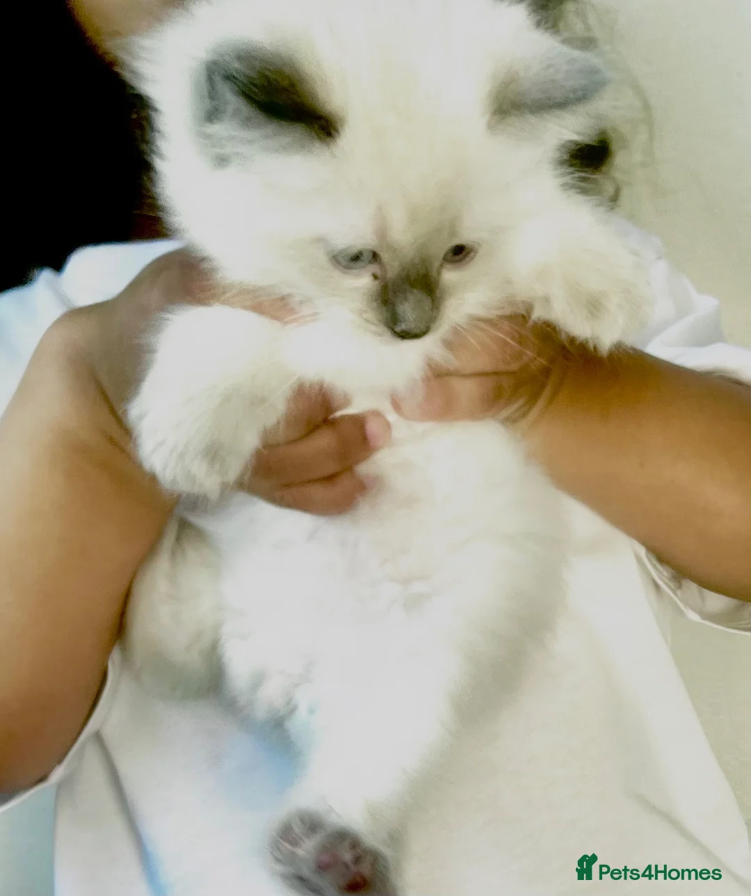 Ragdoll cats for sale: Beautiful Ragdoll_type male kittens in Belper - Advert 4