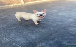 French Bulldog dogs for sale: ** French bulldogs  - Image 6
