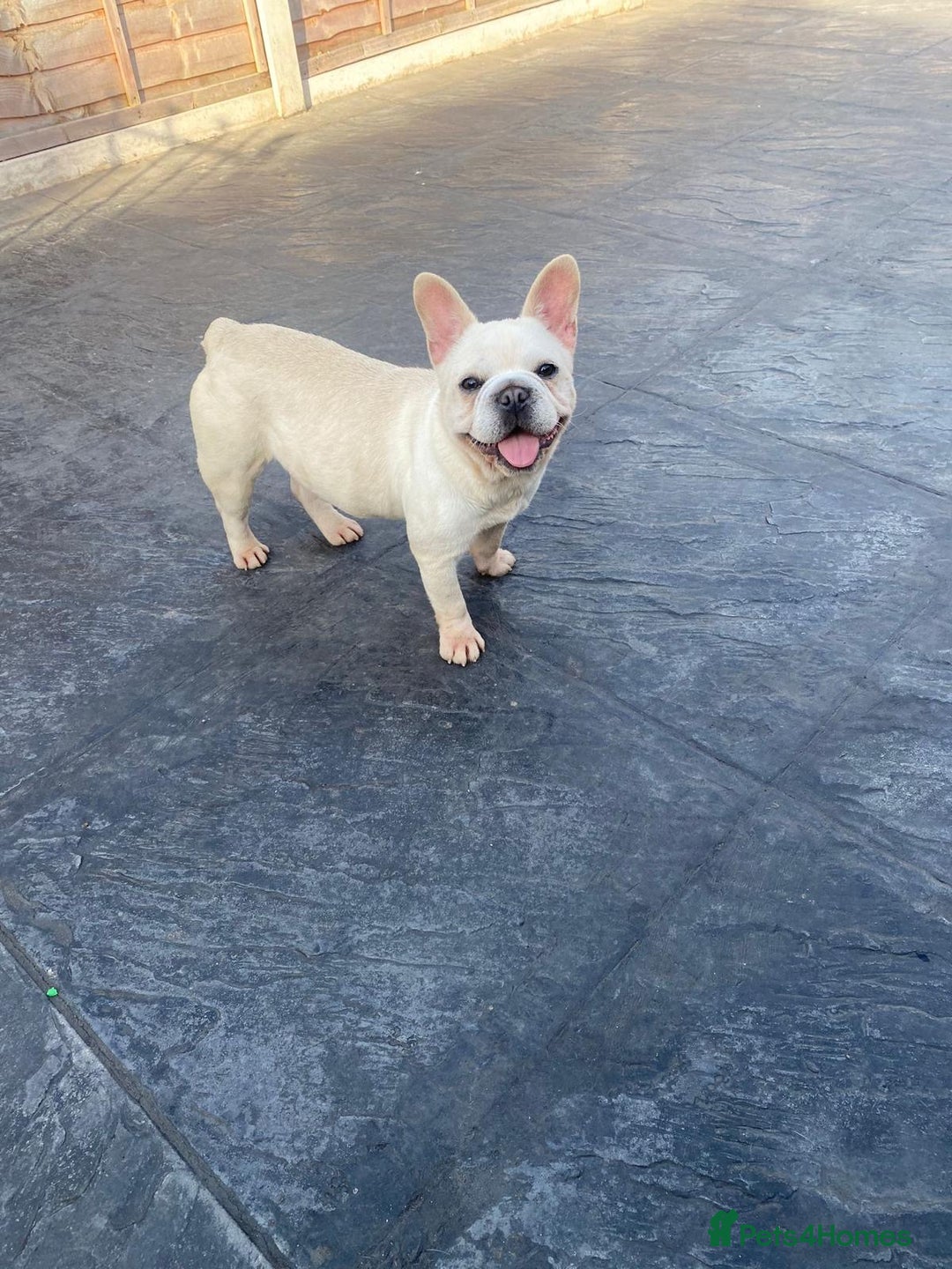 French Bulldog dogs for sale: ** French bulldogs  - Image 6