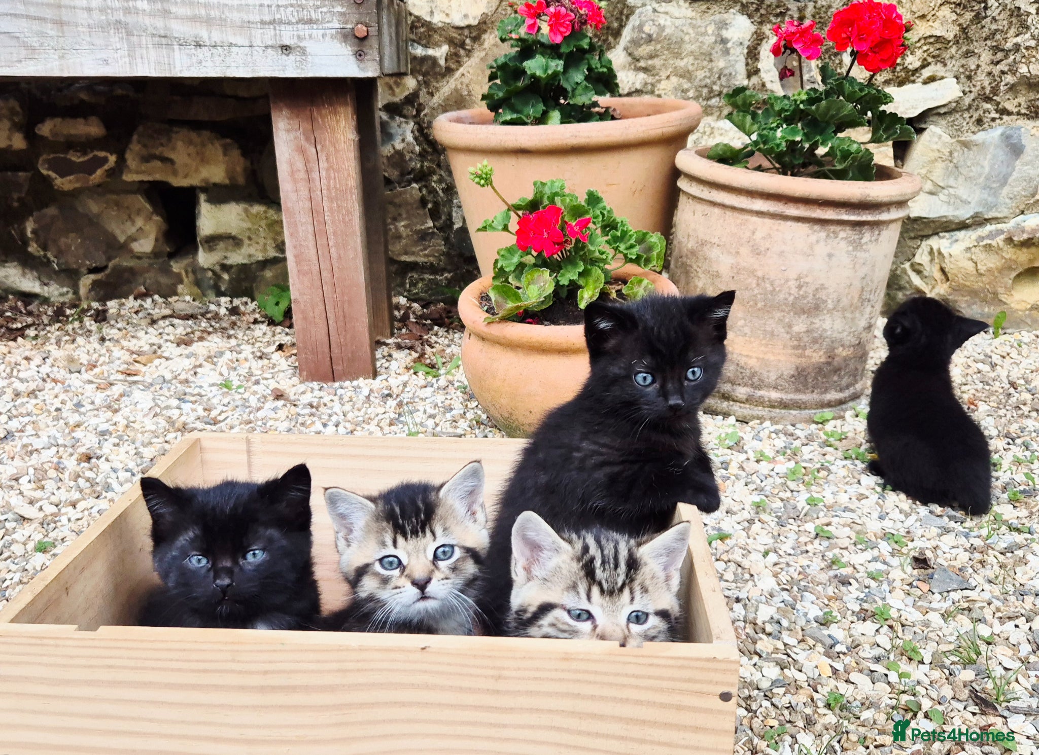 Mixed Breed cats Tabby & Black Kittens for Sale - Advert 1