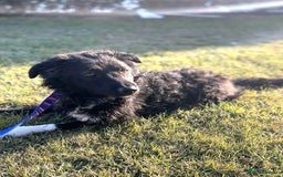 Mixed Breed dogs for adoption: MONTY & DAISY an example of Resilience &Friendship - Image 26