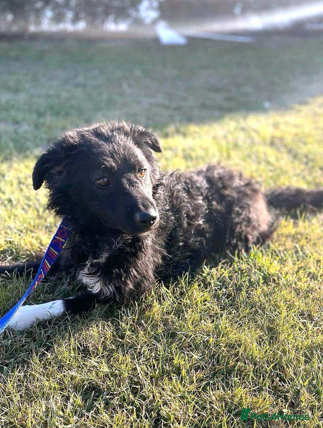 Mixed Breed dogs for adoption: MONTY & DAISY an example of Resilience &Friendship - Image 26