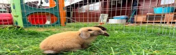 Mini Lop rabbits for sale: Mini Lop Bunnies in Kidderminster - Advert 5