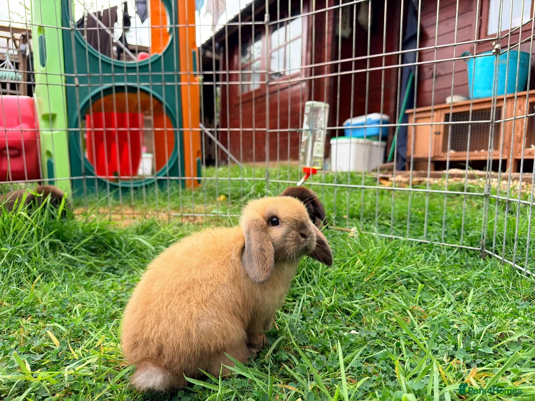 Mini Lop rabbits for sale: Mini Lop Bunnies in Kidderminster - Advert 5