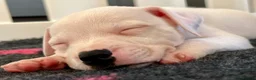 Staffordshire Bull Terrier dogs for sale: Staffordshire bull terrier puppies 🐾 - Advert 5