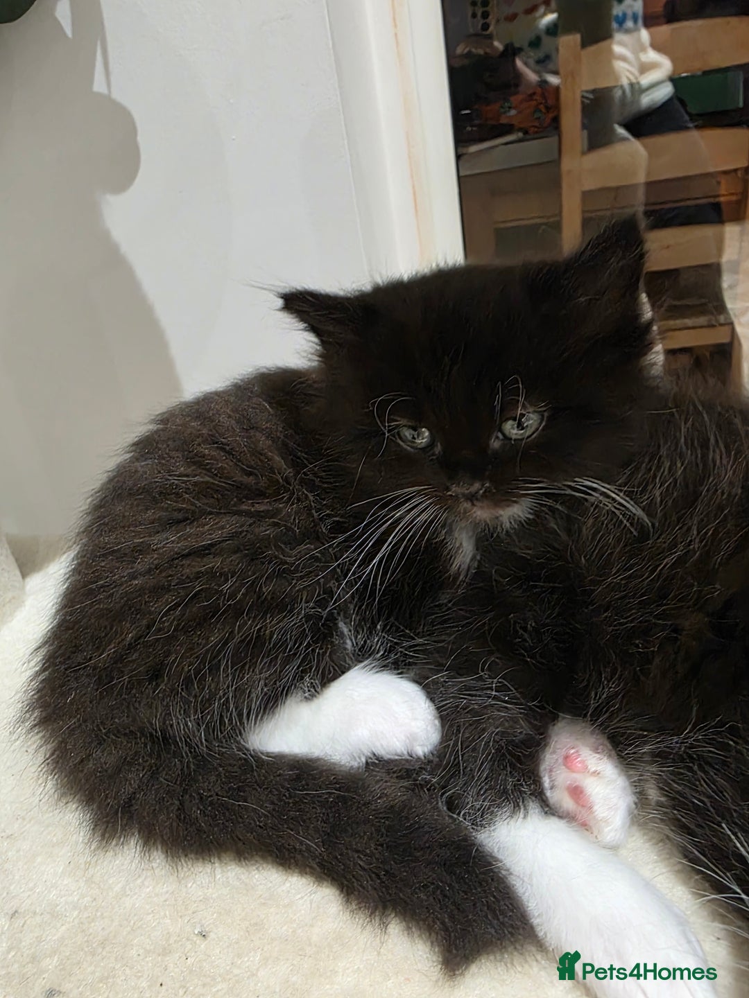 Ragdoll cats for sale: Ragdol mix 4 girls 1 boy - Image 5