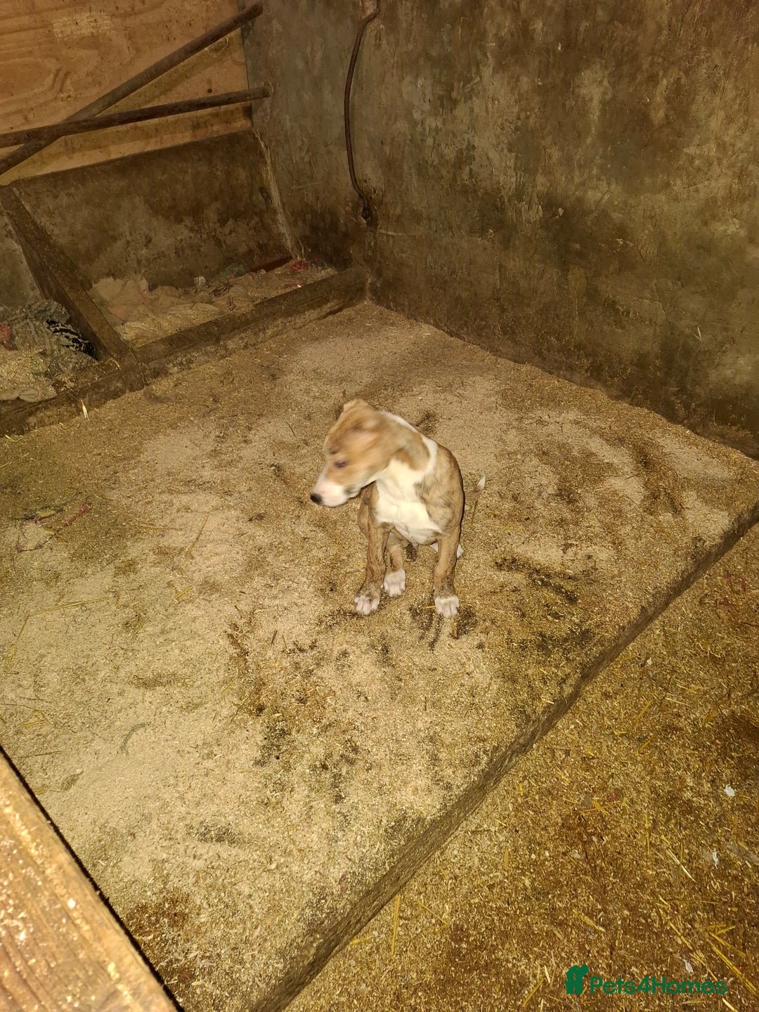 Lurcher dogs for sale: Lurcher pups for sale  - Advert 3