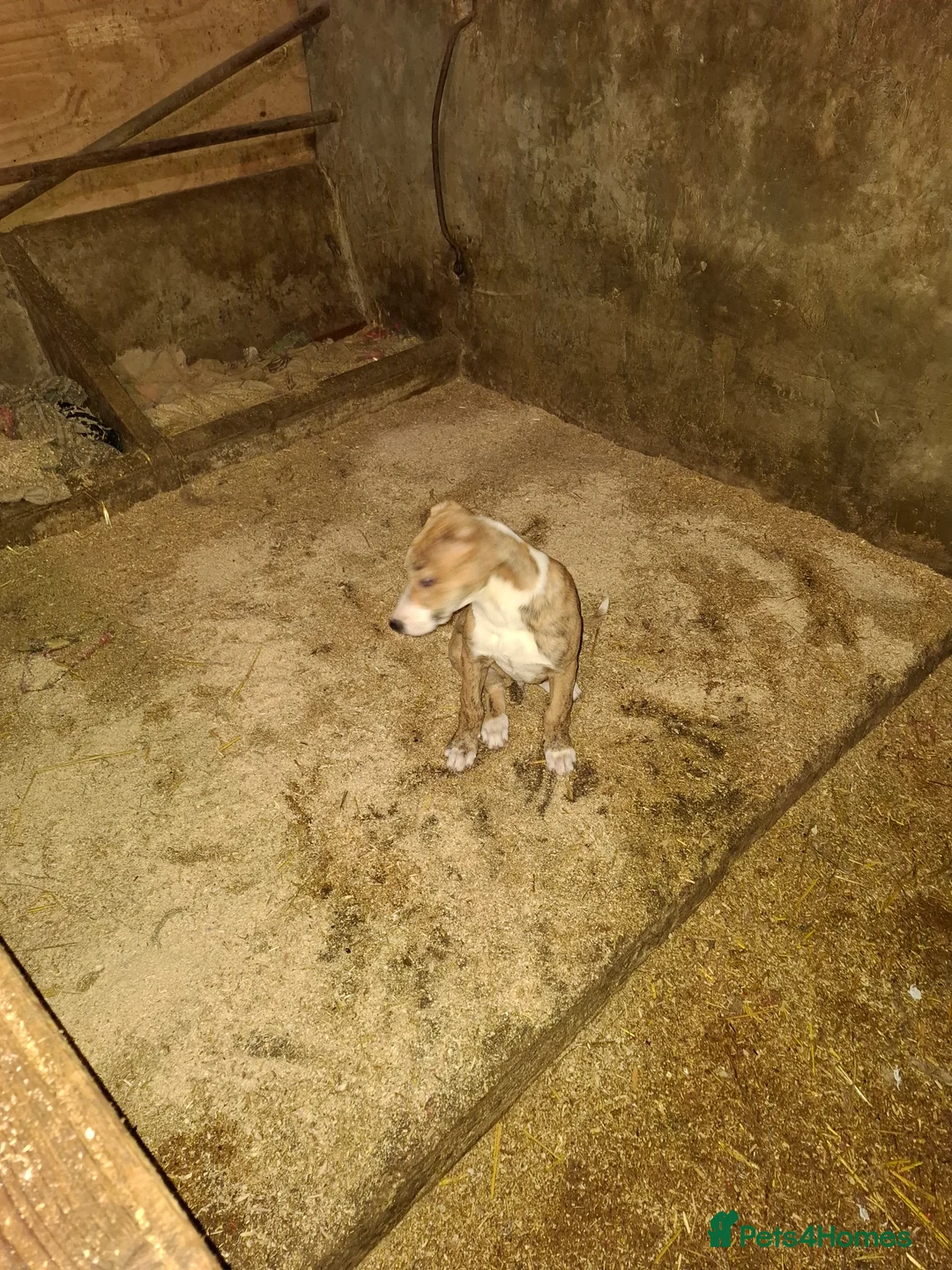 Lurcher dogs for sale: Lurcher pups for sale  - Advert 3