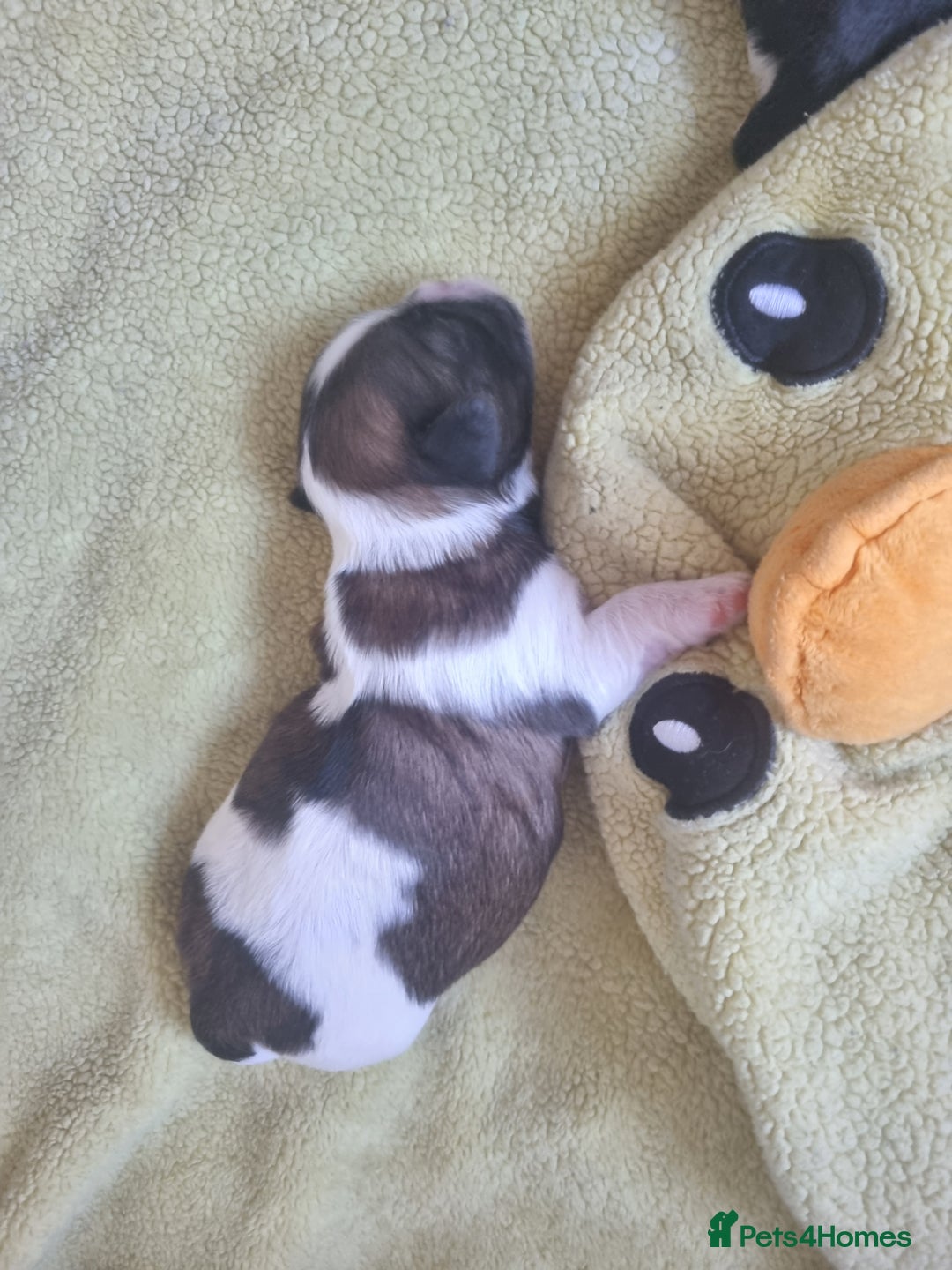 Shih Tzu dogs for sale: Shih tzu pups - Advert 10