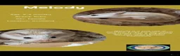 Hamster rodents for sale: Hamsters  - Advert 3