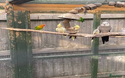 Mixed Breed birds for sale: Various birds for sale - Image 20