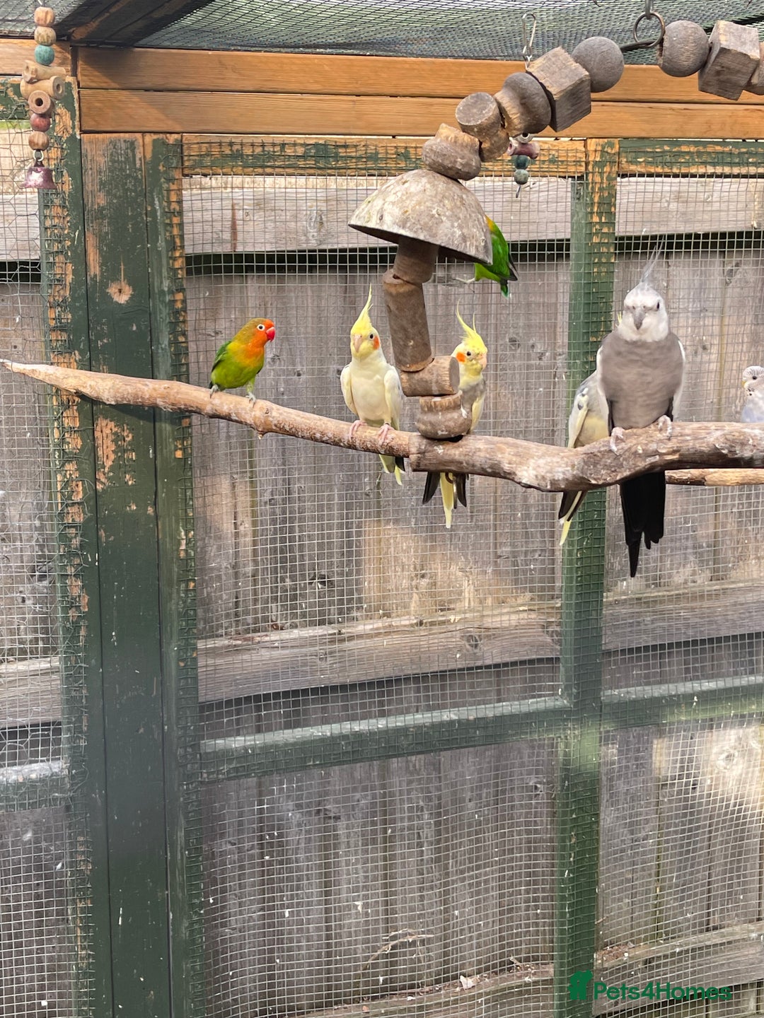 Mixed Breed birds for sale: Various birds for sale - Image 20