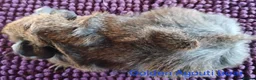 Guinea Pig rodents for sale: Rex and Funky boars and sows - Advert 14