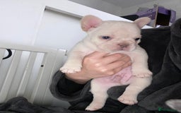 French Bulldog dogs for sale: Frenchie puppies  - Image 4