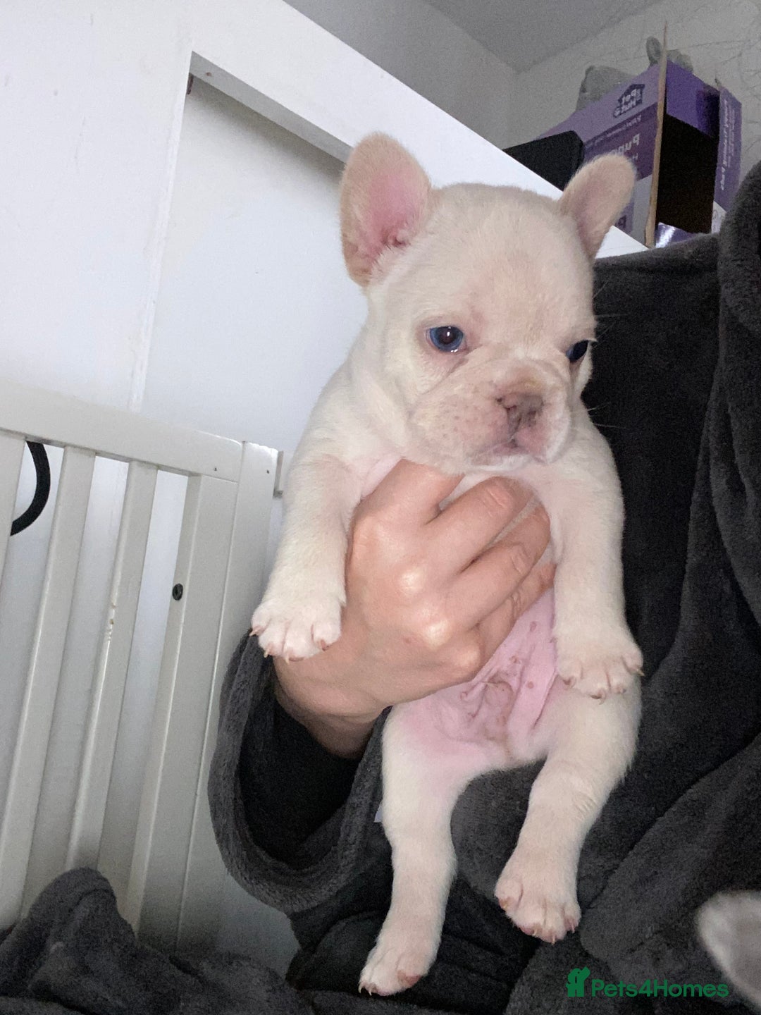 French Bulldog dogs for sale: Frenchie puppies  - Image 4