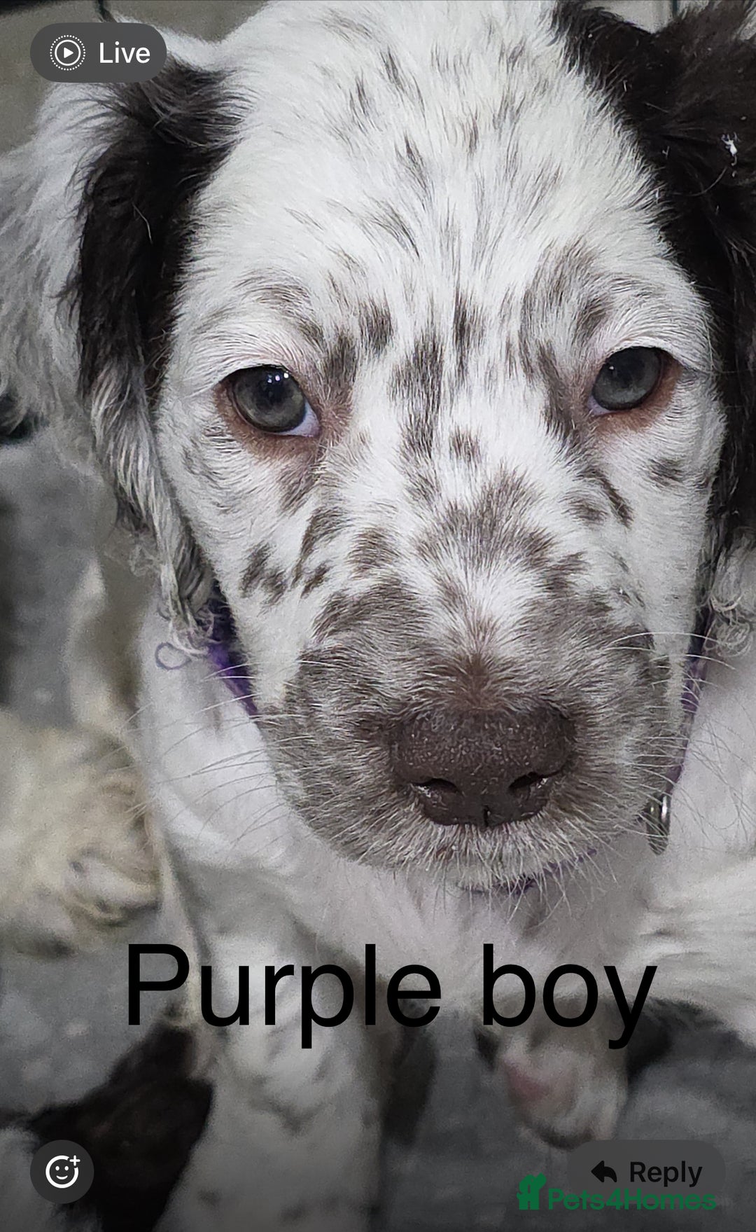 Mixed Breed dogs for sale: Cockapoo puppies  - Advert 5