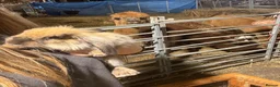 Lionhead rabbits for sale: Sweet bunny looking for a new family - Advert 5