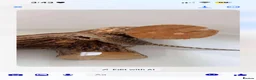 Bearded Dragon reptiles for sale: Bearded dragon and full set up  - Advert 4