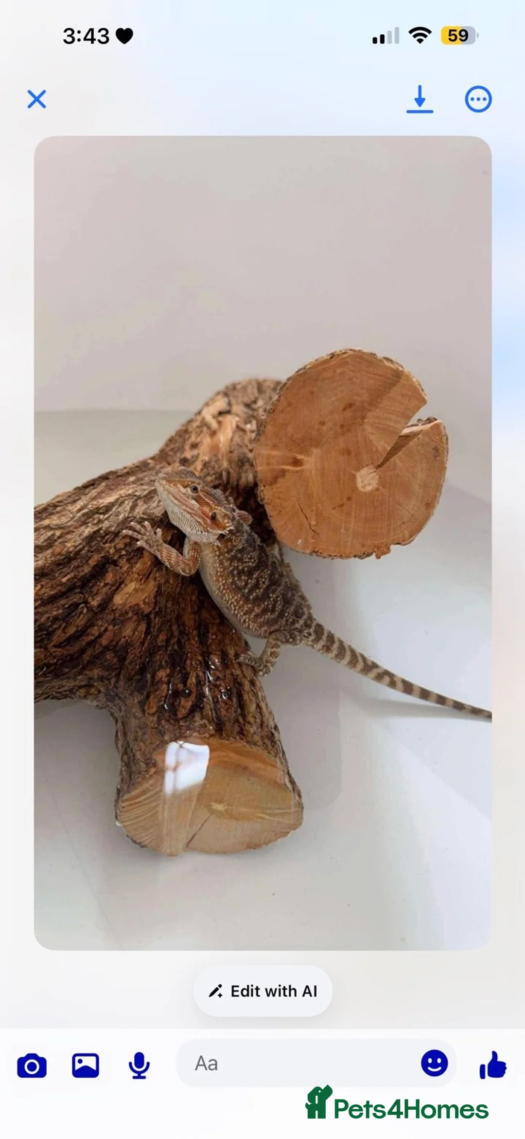 Bearded Dragon reptiles for sale: Bearded dragon and full set up  - Advert 4