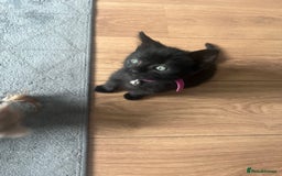 Domestic Shorthair cats for sale: Tabby x kitten in Ripley - Image 7
