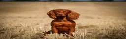 Cocker Spaniel dogs for stud: Stunning Proven Working Cocker Spaniel at Stud in Melton Mowbray - Advert 6