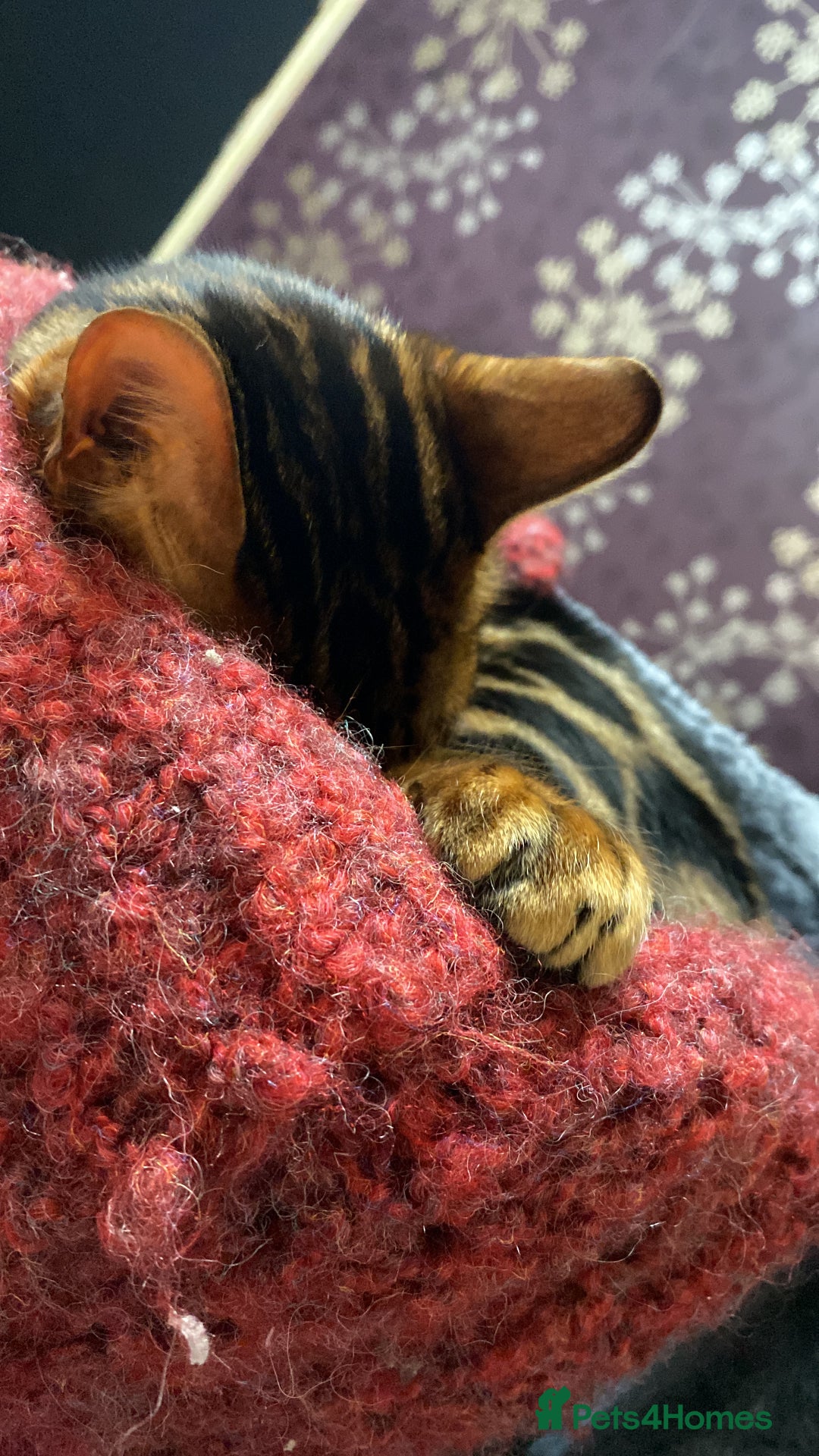 Bengal cats for sale: Gold black glitter bengal - Advert 5