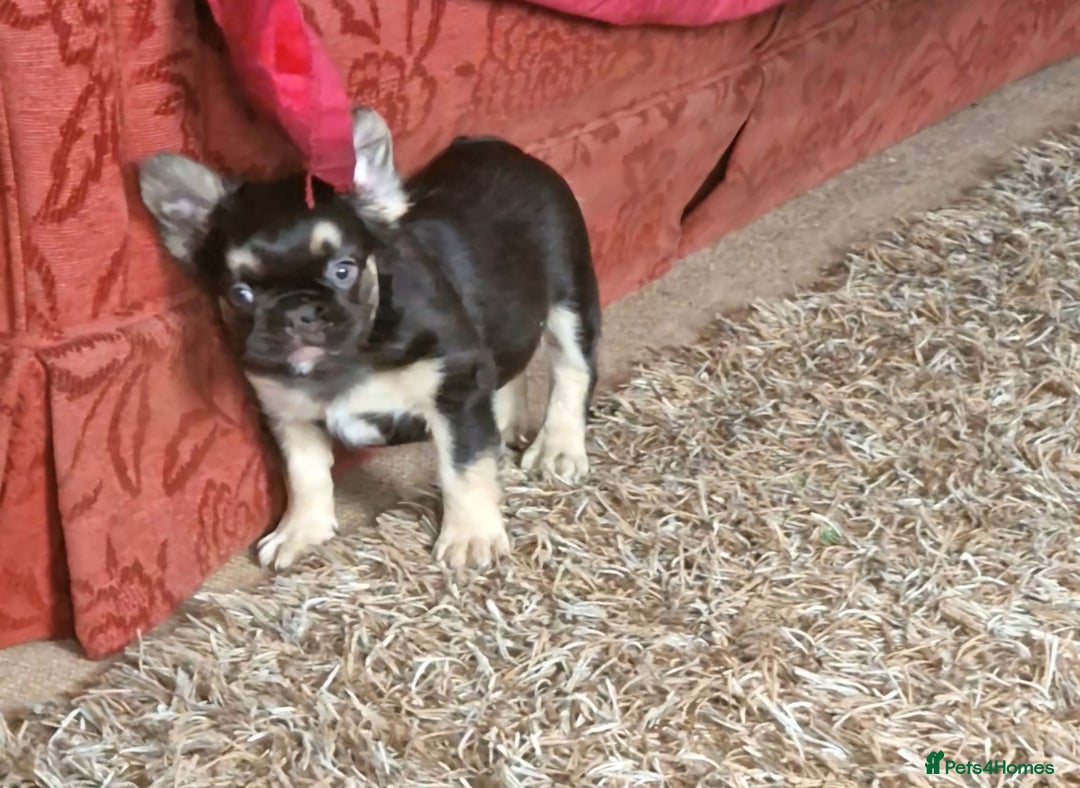 French Bulldog dogs for sale: *LAST2* Fluffy french bulldog puppies - Image 8