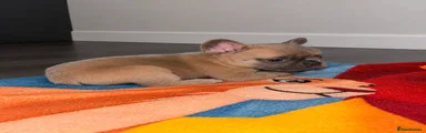 SIMBA