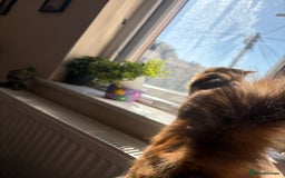 Domestic Shorthair cats for sale: Bonded sisters, please adopt together!  - Image 12
