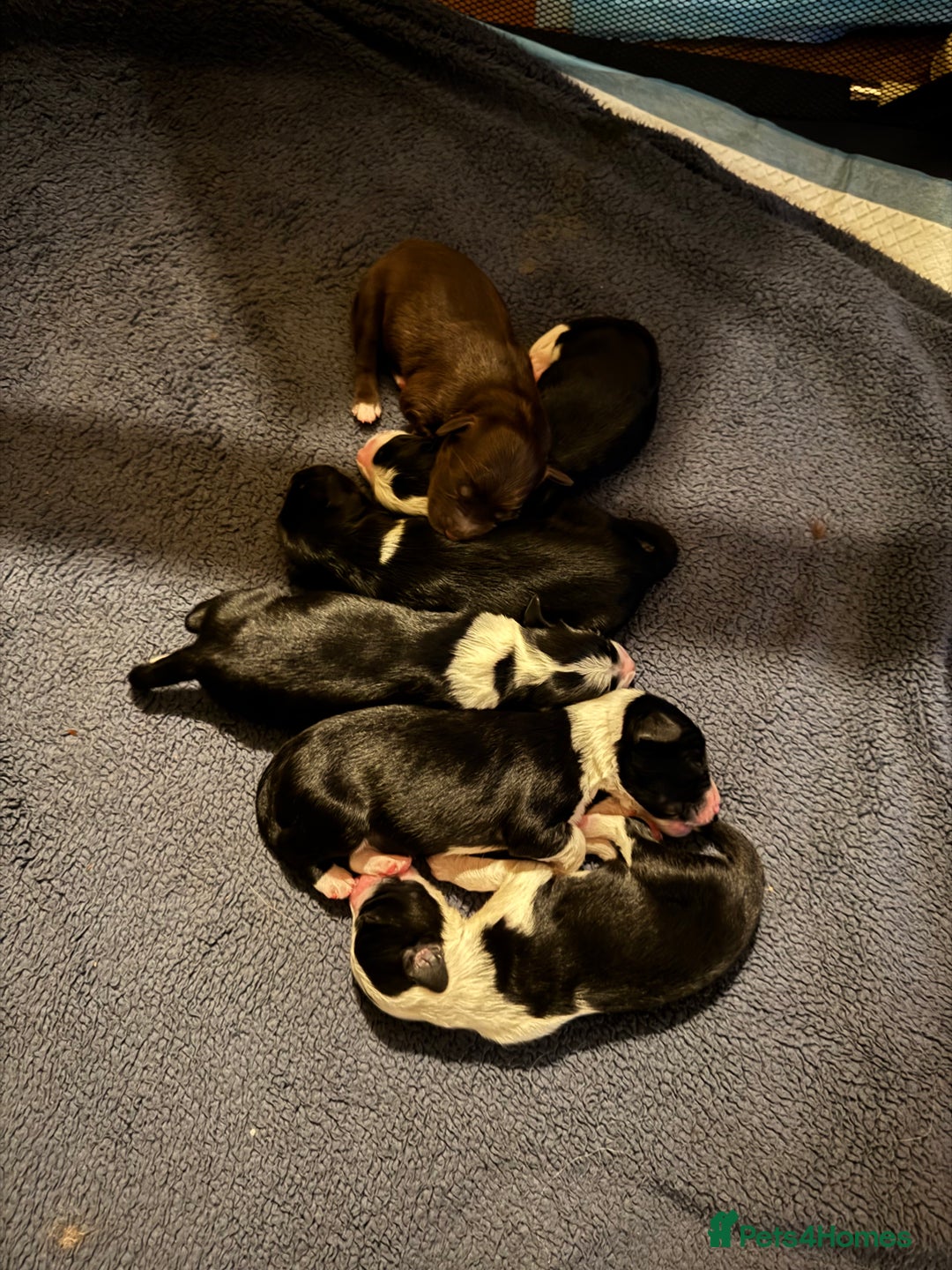 Bordoodle dogs for sale: 🐾 Beautiful Bordoodle Puppies Available 🐾 - Advert 5