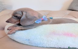 Miniature Dachshund dogs for sale: Miniature Dachshund 5 Star ⭐ Licensed Breeder - Image 15