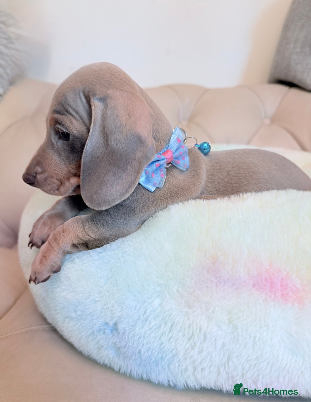Miniature Dachshund dogs for sale: Miniature Dachshund 5 Star ⭐ Licensed Breeder - Image 15