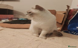 British Shorthair cats for sale: Pegidree adult loving British Shorthair for sake - Image 10