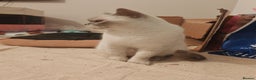 British Shorthair cats for sale: Millie available Pegidree adult loving BSH - Advert 9