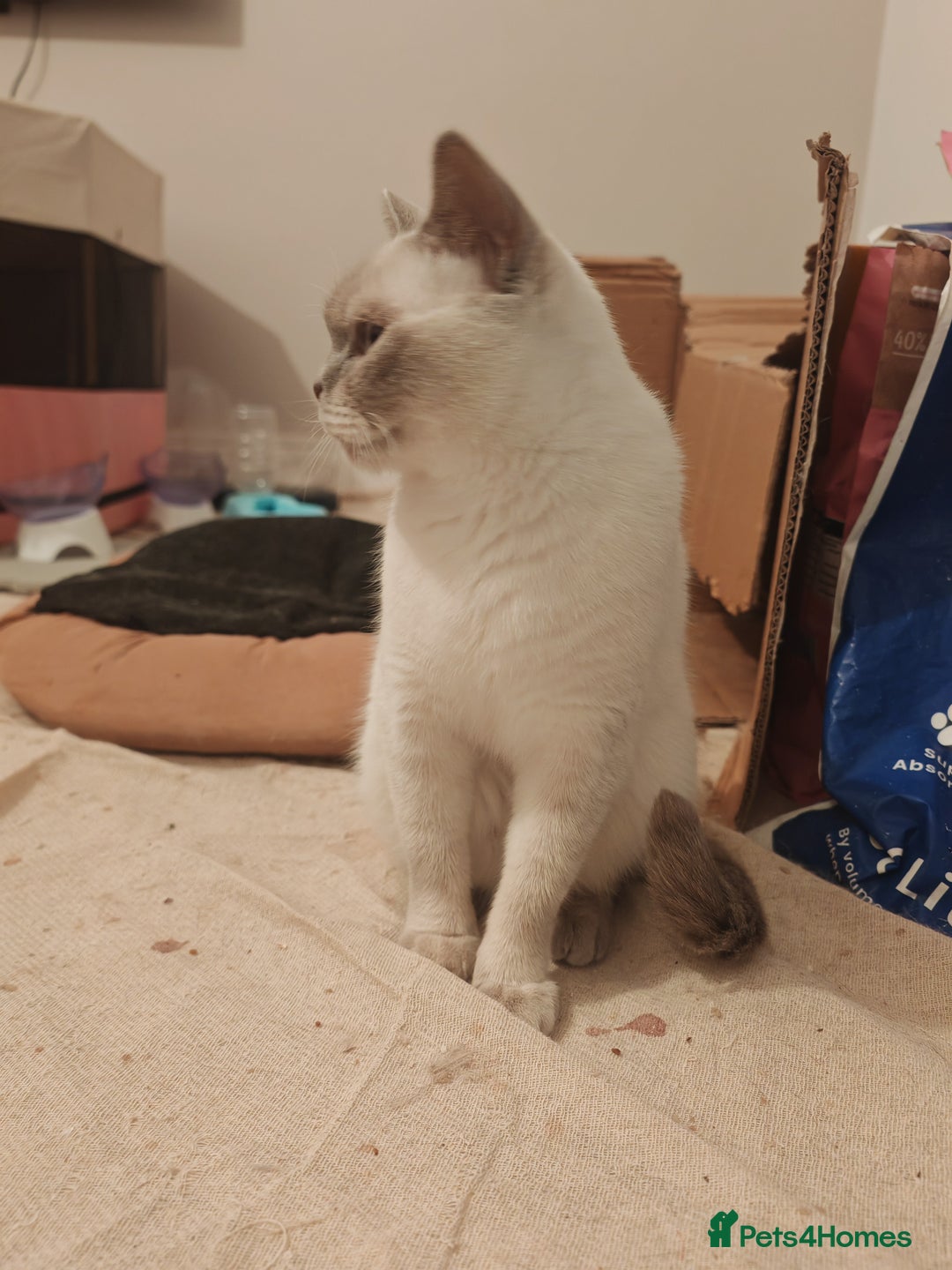 British Shorthair cats for sale: Pegidree adult loving British Shorthair for sake - Image 10